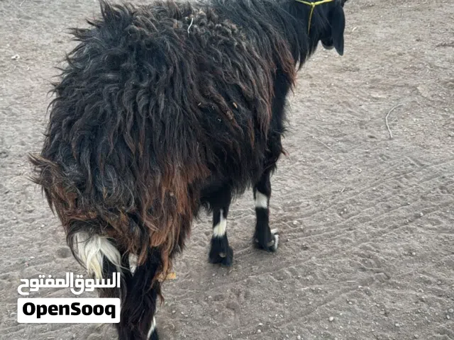 كبش عماني سمين مطعوم ف الزريبه وحده لمده سنتين