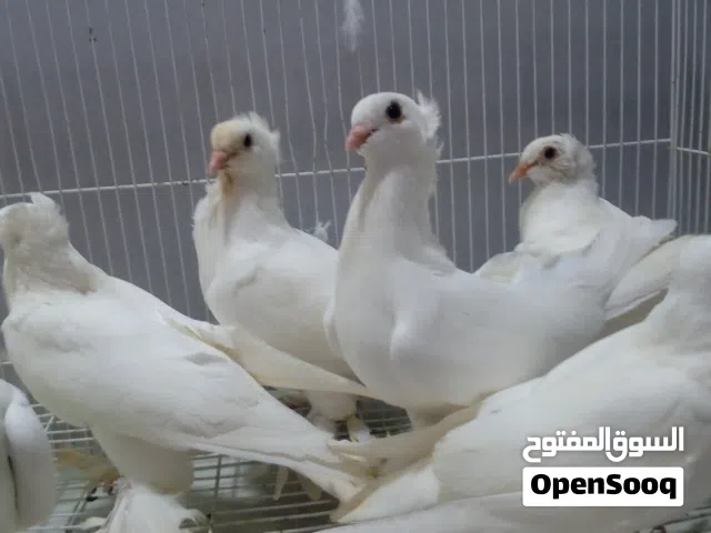 طيور زينه لببيع انواع
