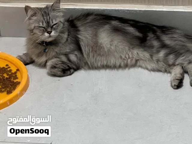 السلام عليكم تبني قطوسة