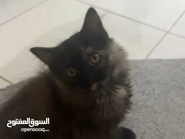 شيرازي مكس انتاج قوي