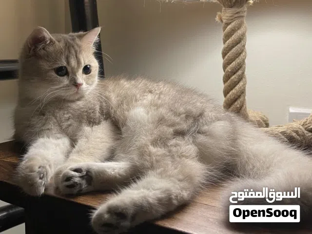 British short hair female