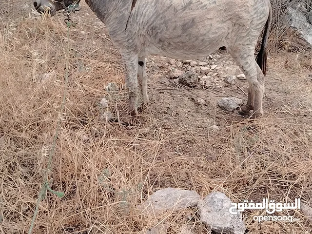 حمار للبيع بعده مش مطبع عاقل