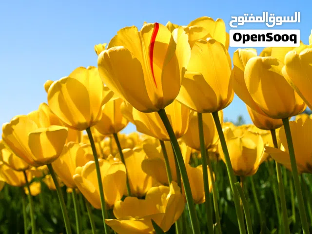 سطح عمارة للبيع