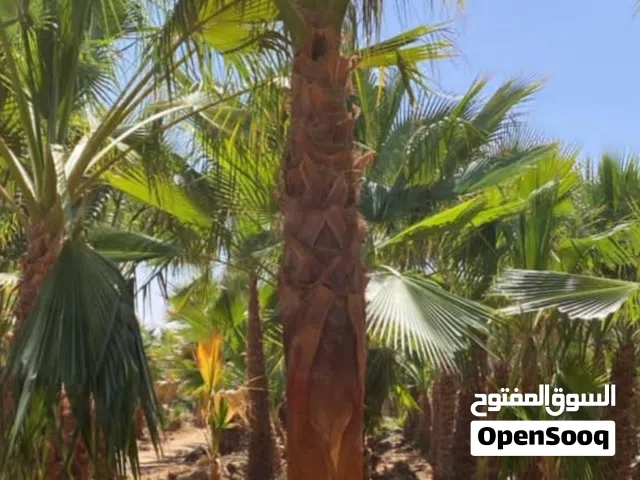 للبيع نخل واشنطن