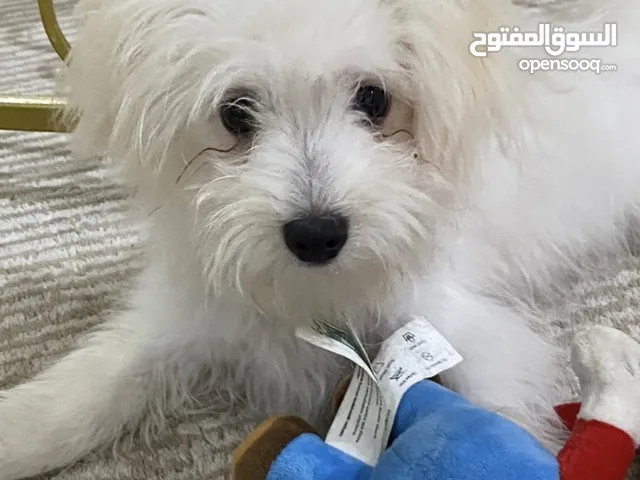 Fluffy White Maltese – Sweet & Playful – Ready for a New Home!