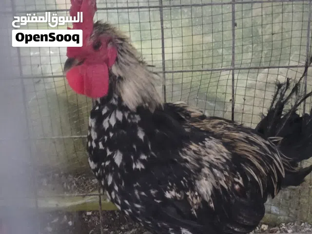 5  ديوجه الواحد  عربي بسعر رخيص مكاني كرمه علي