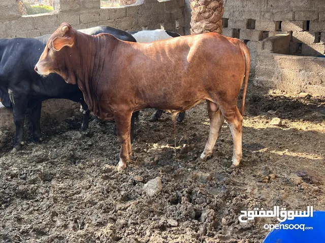 عجل للبيع بصحه جيده