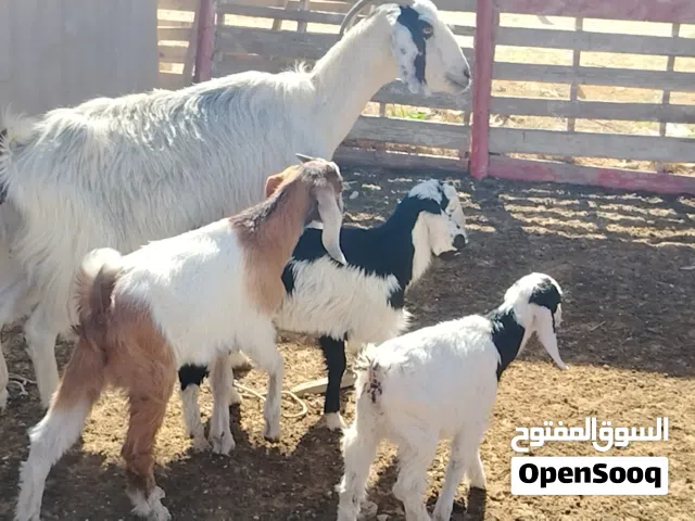 عنز تلوتية تحتها زوز اعناق وجدي المكان صبراتة يوجد توصيل حسب المكان سنها جامعة الفر موضح في الصور سع