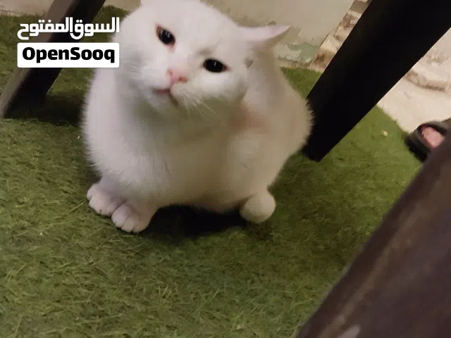 انغور للببع مع اطفالها
