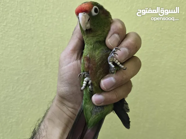 كنيور روز - Rose Conure