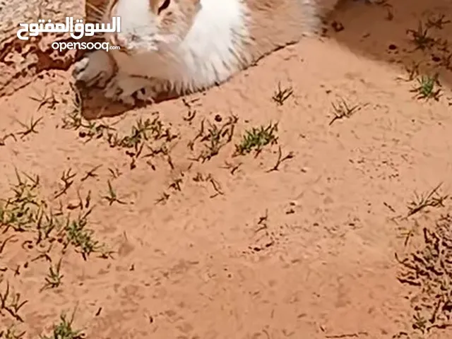 أرانب للبيع