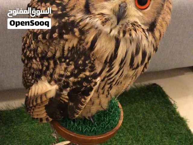 بوم نسري من نوادر
