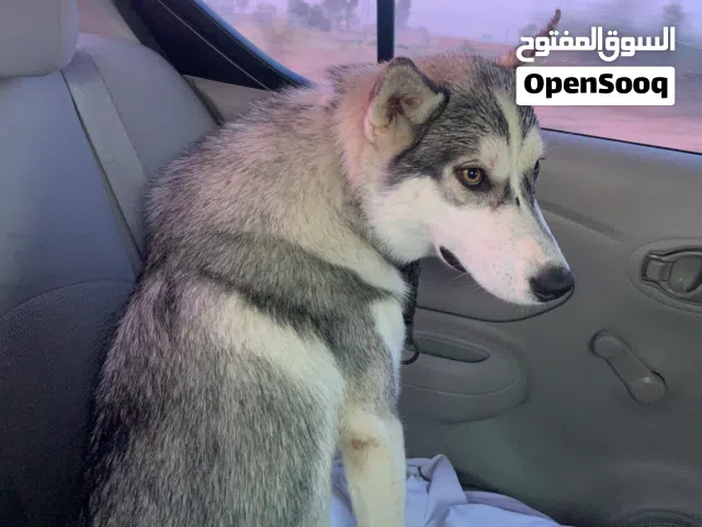 كلب هايسكي