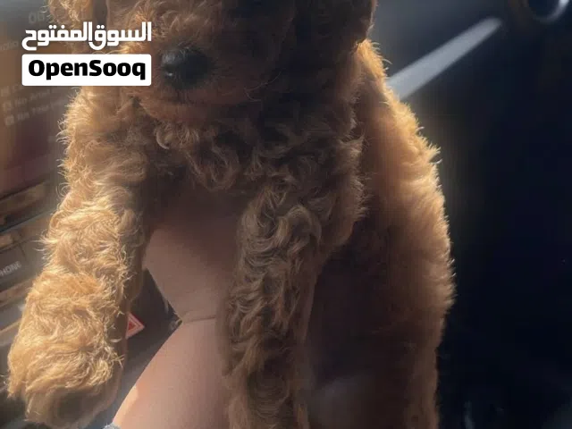 Poodle 2 months old