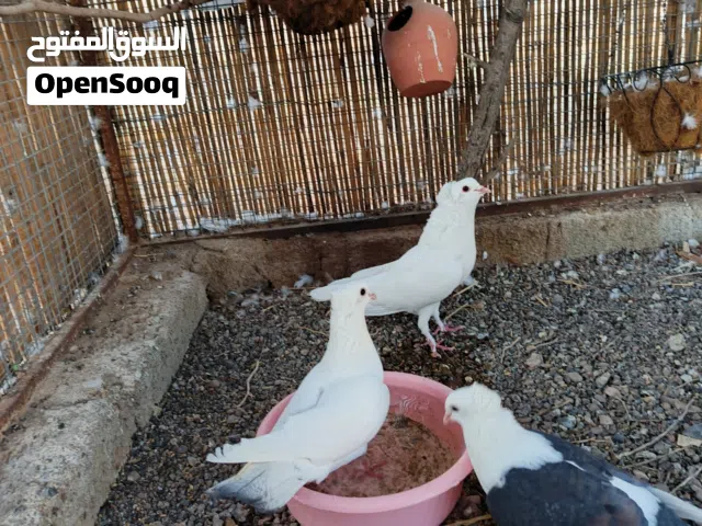 للبيع حمام