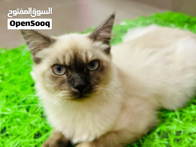 Himalayan cat and other cat accessories