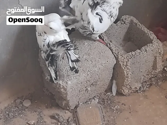 للبيع كوبية تونسية ربي يبارك
