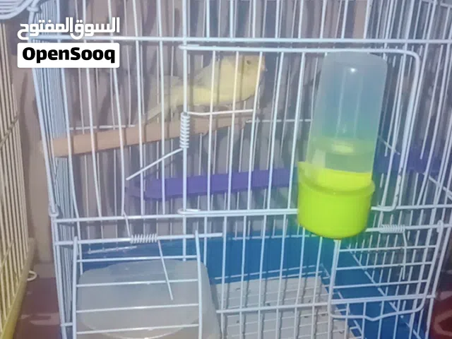 انتاية كناري