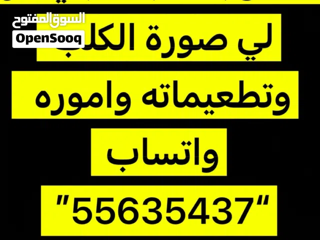 مطلوب كلب للتبني بس ما يكون كلب شوارع