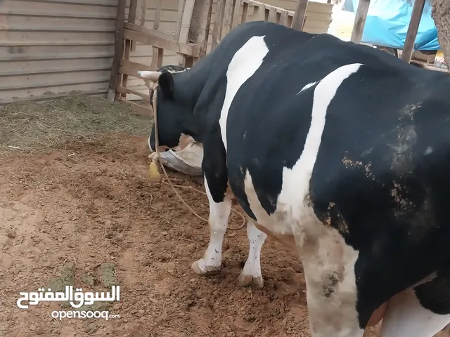 عجل ارباع يضحي