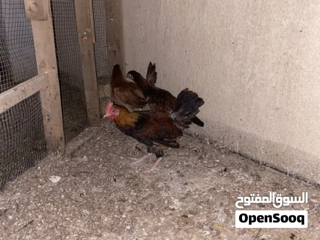 كويتي فروجات 2 وديج