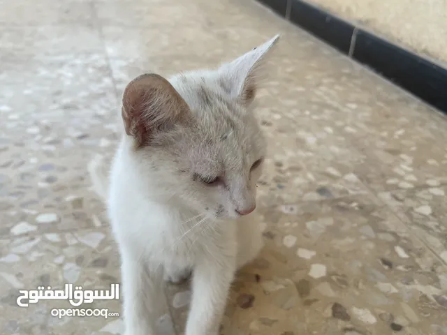 قطط للبيع جميله
