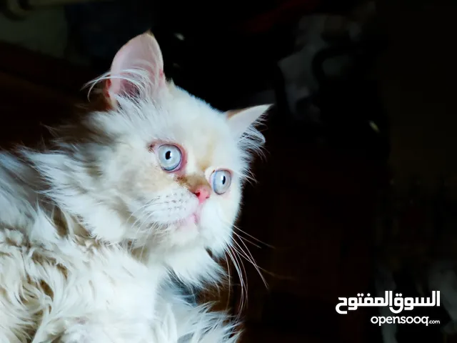 الفخم وصل ذكر همالايا اورنج على بيرشن فخامه الف عمره سنة وشهرين اسد ماشاء الله