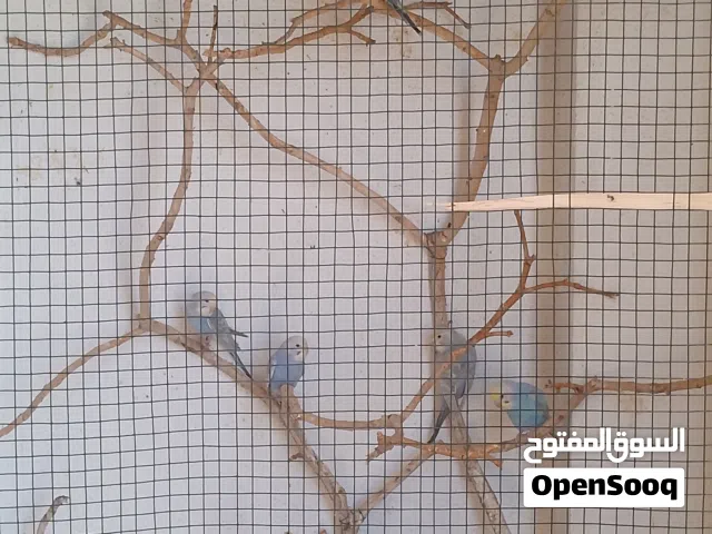 متوفر زوز كوبيات بقلينو (رينبو ) صحه وريش تبارك الرحمان /الوصف تحت