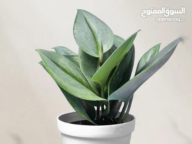 توريد وتصدير النباتات المنزلية من إيران إلى جميع الدول العربية