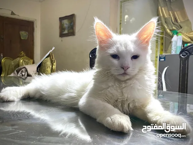 قطط ماين كون maine coon cats