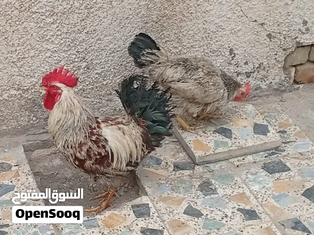 دجاج كويتي للبيع عدد ديوكه اثنين ودجاجه