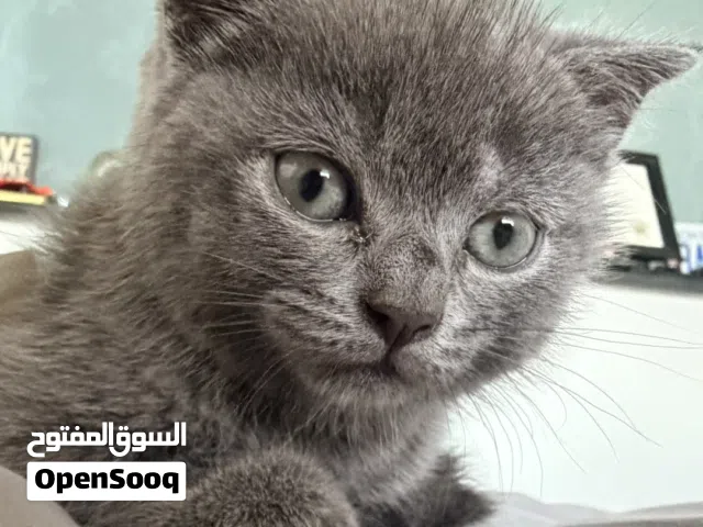 Scottish fold (Lilac color)  2 months old. Trained