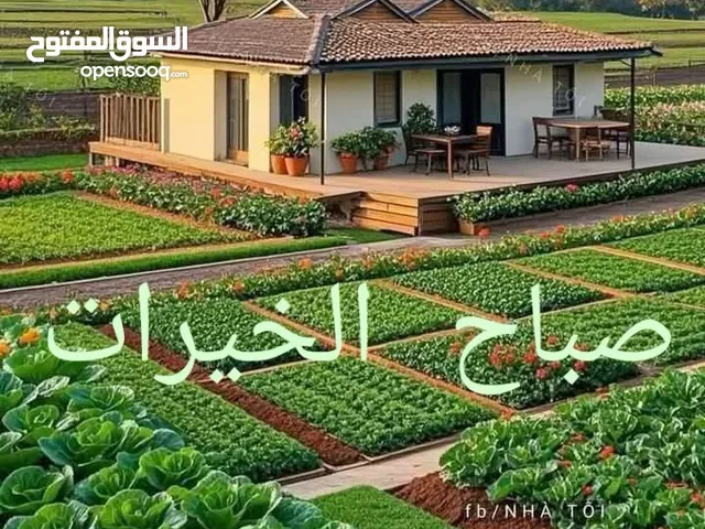 راس تك 2011 مطور 2012 فل الفل