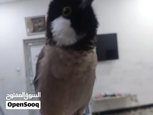 بلابل بصراويات
