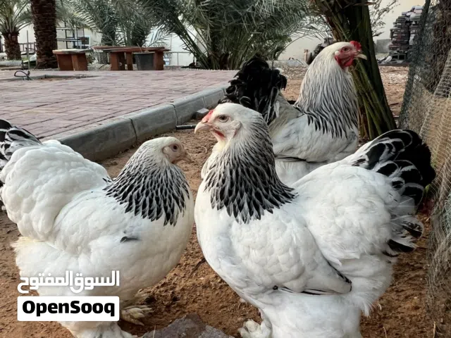 دجاج براهما العملاق بييور وجبنيز الزاحف