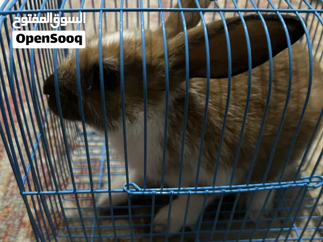 أرنب للبيع