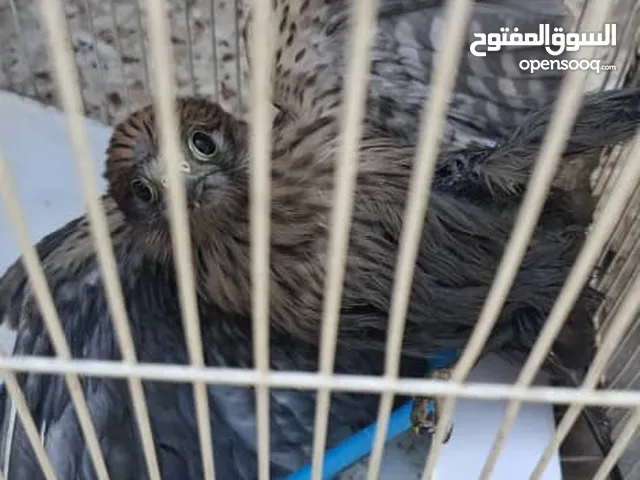 طیر مابعرف اسم
