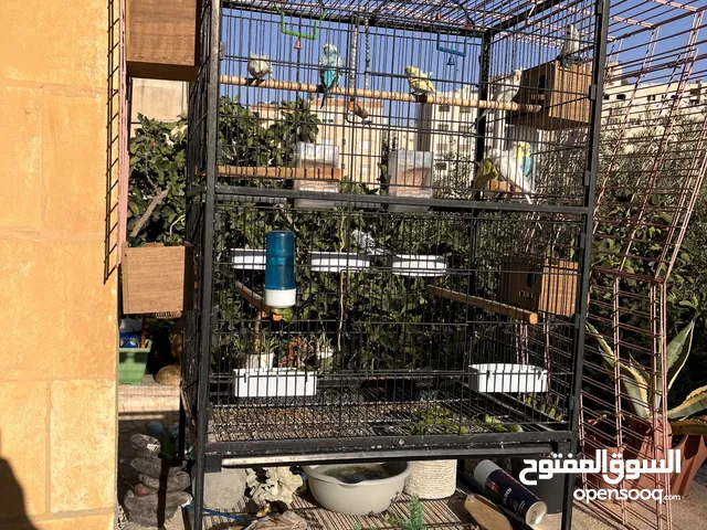 عصافير هوجو رومو حب مع قفص كبير