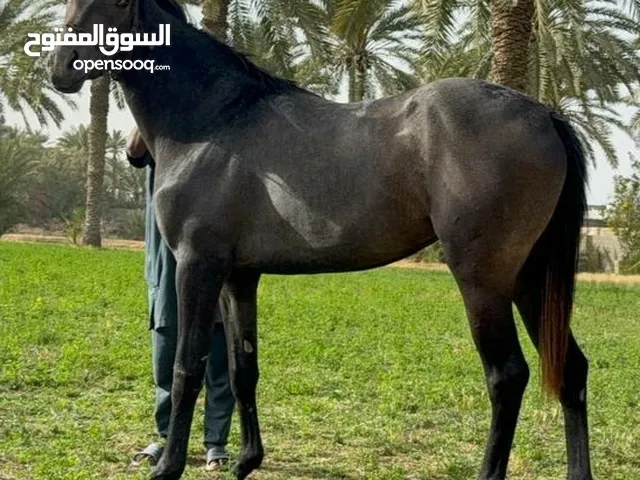 فلوة انتاج محلي 87.5%