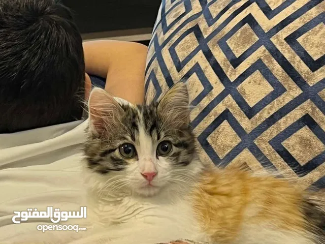 قطة للتبني اقرء الوصف