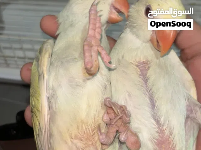 درة لاس وينج ريمبو اليفات