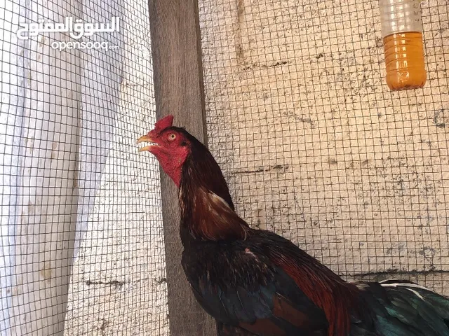 ديك باكستاني