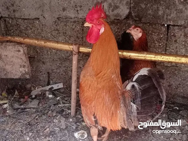 متاح ديج عرب شمسي  أقرو الوصف