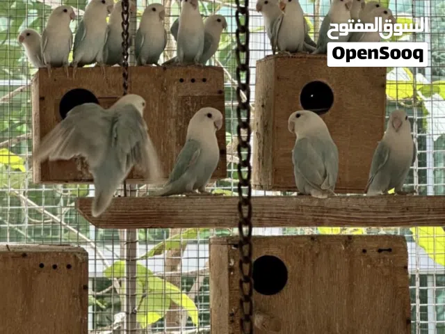 للبيع أزواج روز تركواز