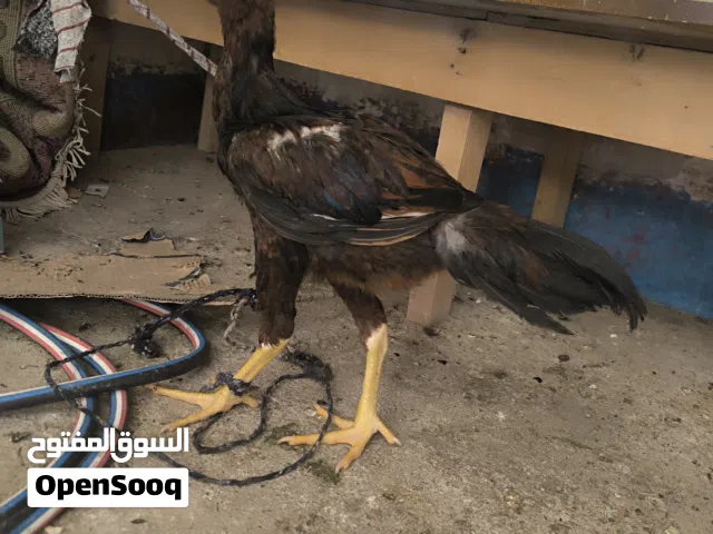 ديوجه مخاليف العمر 4 اشهر ونص سعر الواحد 30الف مكاني بصره زبير ديوجه عراكات أنه عازلهن كل واحد مكان.