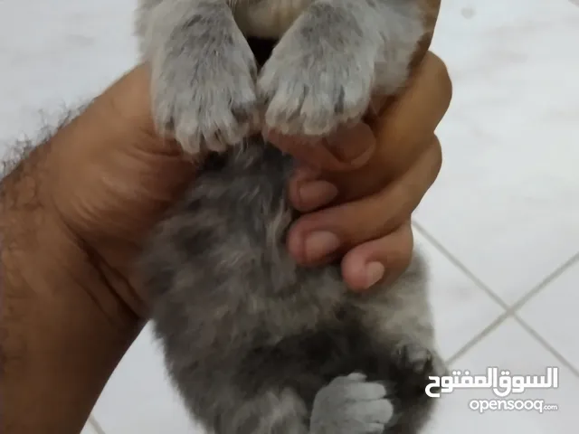 4 kitten available v active and playful