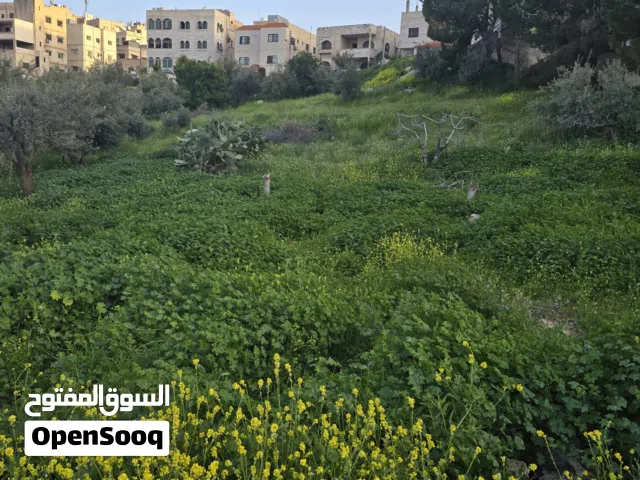 من المالك 565 متر ارض ب ام نوارة 2 حي بناء جديد منسوب خفيف و صخرية من المالك مباشرة