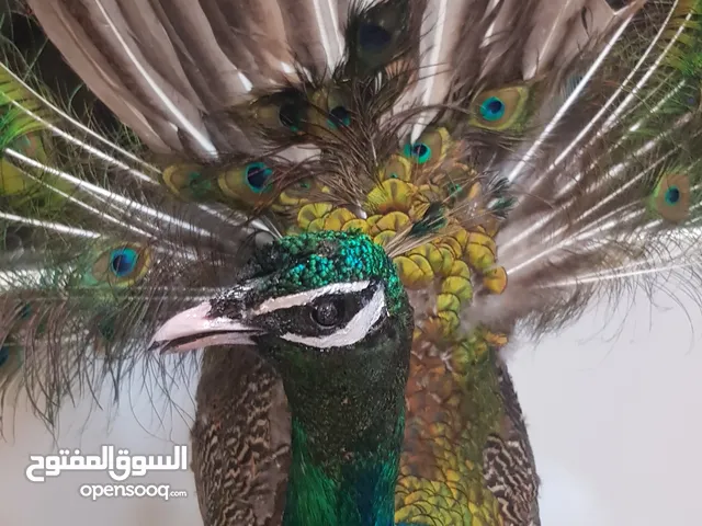 طاؤوس هندي محنط بإحترافية