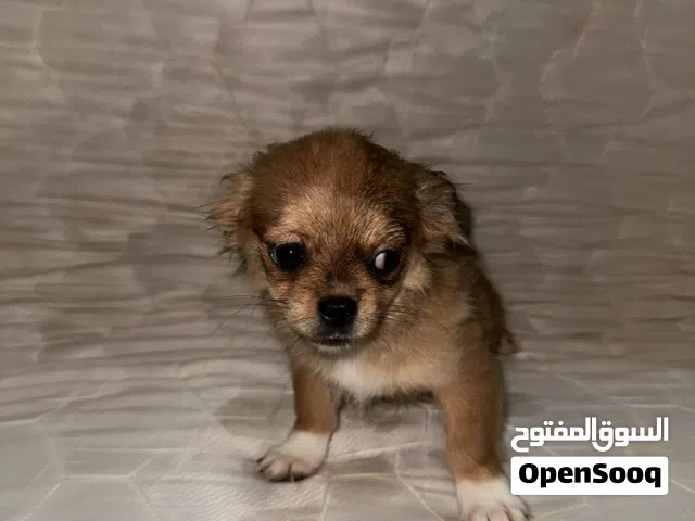Pekingese female