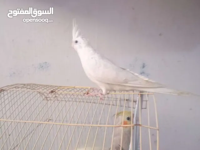 فراخ كوكتيل للبيع تخفيض الاسعار عن الاعلان القبل فوت شو كم الاسعار